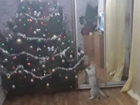 Сдам комнату в комуналочке Чорноморськ