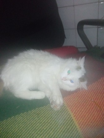 Задам комнату 5мин. До метро Димеевская частный дом. Только девушкам. - фото 1