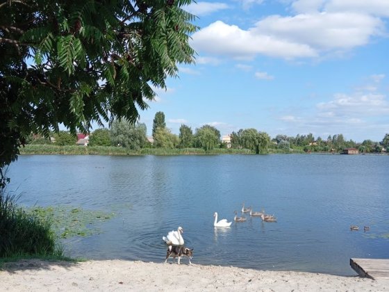 Здам хорошу кімнату в приватному будинку!За м. Горохів! Горохов
