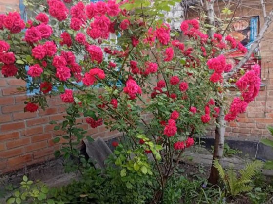 Здам будинок для проживання родині без дітей. Запорожье