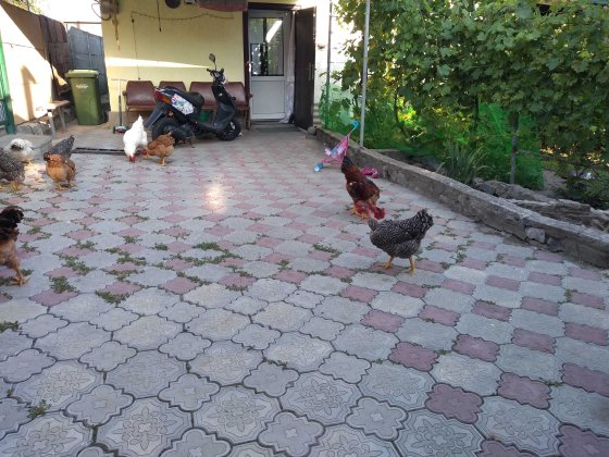 Тепла і затишна оселя Звенигородка