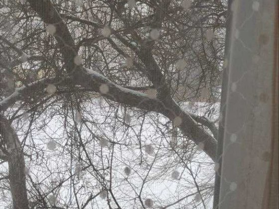 Здам 1к.кв вул.Текстильників б.11а (Шерстянка ) Чернігів