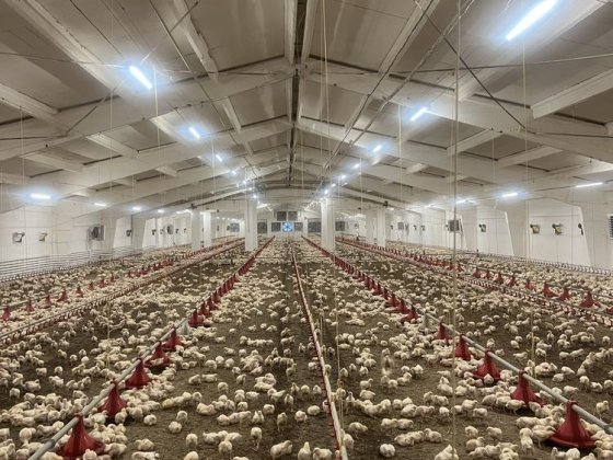Продам діючу птахофабрику курник курятник ферма Калуш