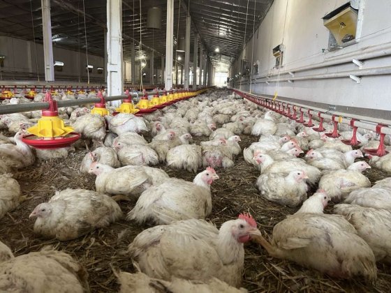 Комплекс будівель  (птахоферма) Львов