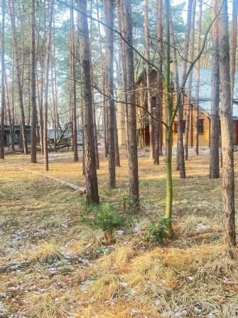 Козин база відпочинку, ділянка 1га, сосни на ділянці, рекреація. - фото 1