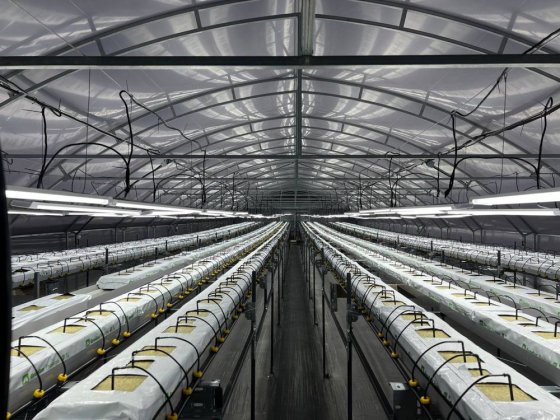 Технологічне тепличне господарство Мала Олександрівка