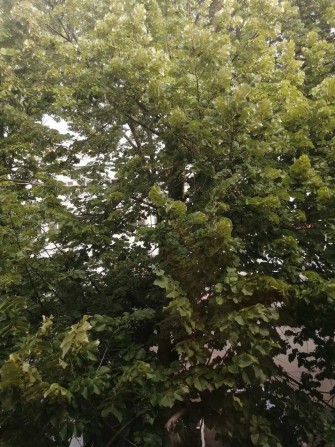 Здам , неймовірне приміщення, 20 м2 - фото 1