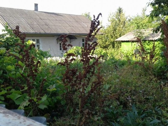 У м. Заставна продається будинок з землею Заставна