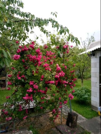 Продам дом-дачу на Дніпрі, 4км від метро Славутич. Газ,380V - фото 1