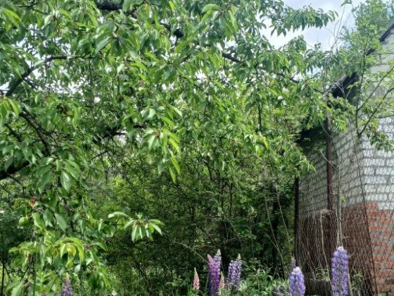 Дача в Харькове продам Харків