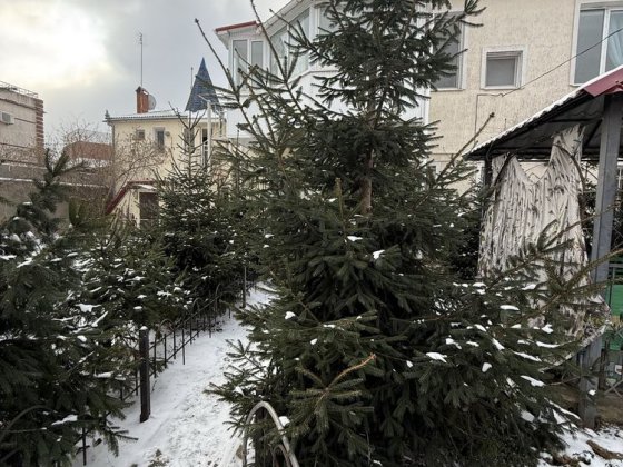 Царское село, 3 дома, 10 соток Одеса