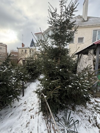 Царское село, 3 дома, 10 соток - фото 1