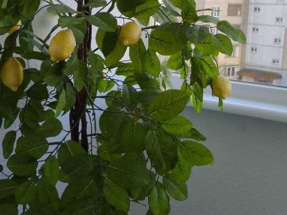 Здається однокімнатна в ЖК Сіті Парк Вышгород