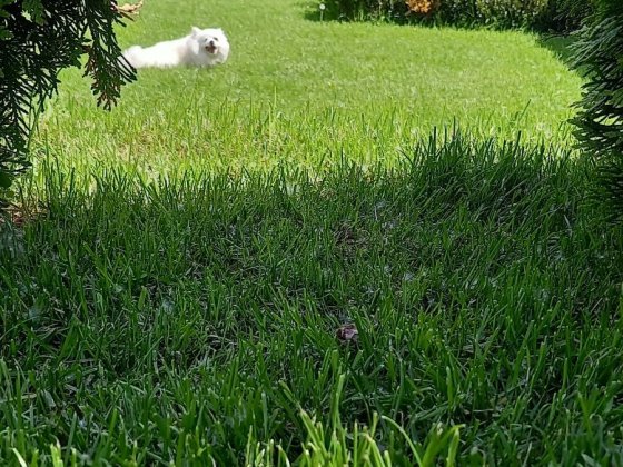 Аренда дома 3 Комнат Каменское