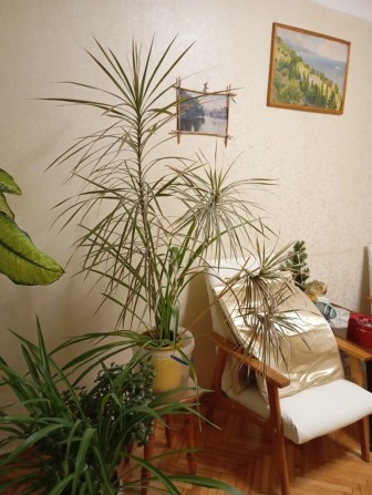 Сдаю комнату центр  ст.м.Золотые Ворота для девушки - фото 1