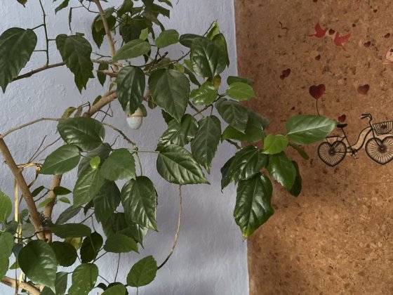 Продам або обміняю  квартиру на будинок Знаменка