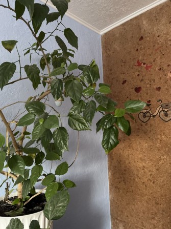 Продам або обміняю  квартиру на будинок - фото 1