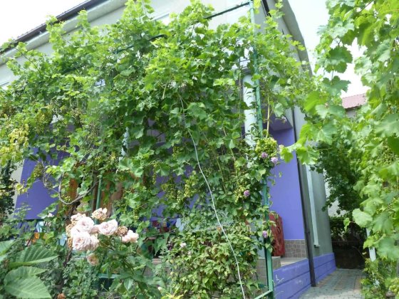 Здам свою окрему кімнату р-н Грушевського Одеса