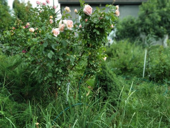 Кімната в оренду Киев