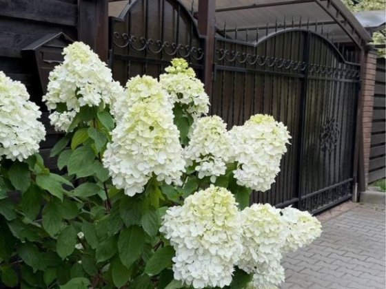 Оренда Дуплекса 120м2,Лісова Буча,Газове опалення,Тиха вулиця,Ліс пору Буча