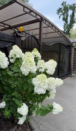 Оренда Дуплекса 120м2,Лісова Буча,Газове опалення,Тиха вулиця,Ліс пору - фото 1