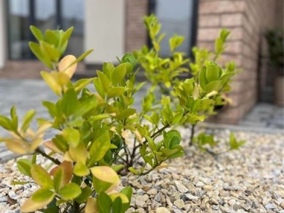 Оренда сучасного двоповерхового дуплексу Ужгород