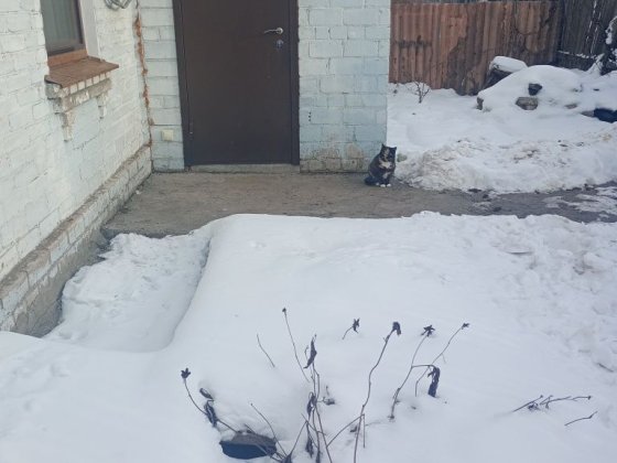 Сдам место во дворе для машины ,есть времянка для мотоцикла,велосипеда Запорожье