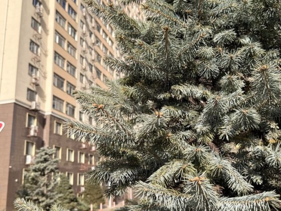 Сахарова Кадор 2х комнатная , евроремонт-56 000$ Лески (Одесская обл.)