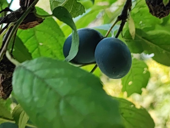 Продам дачу в місті Кам'янське