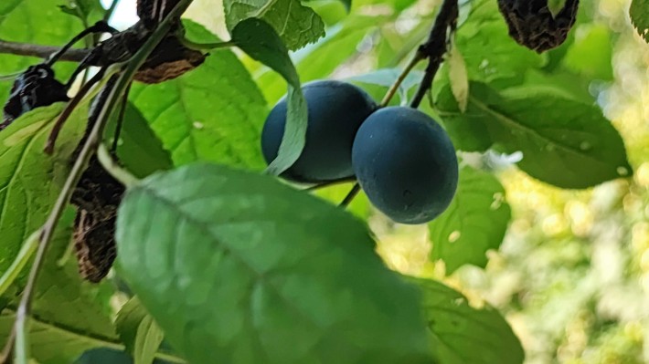 Продам дачу в місті - фото 1