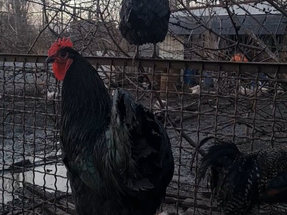 Зем.участок с домом из сип панелей! Підгородне