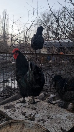 Зем.участок с домом из сип панелей! - фото 1