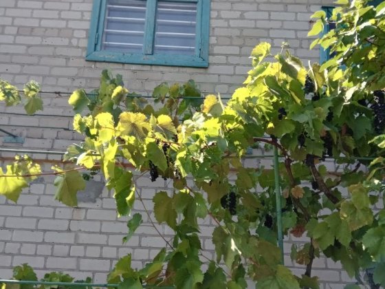 Продаётся  Дача, пгт.Лозоватка. Терноватый Кут