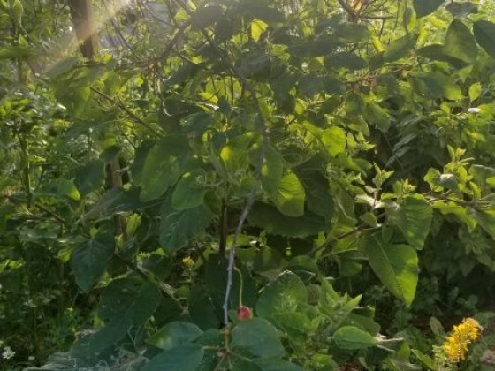 Жековский дом в городе Радомышль Радомишль