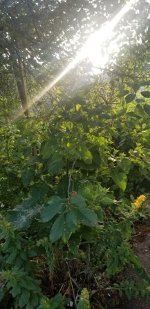 Жековский дом в городе Радомышль - фото 1