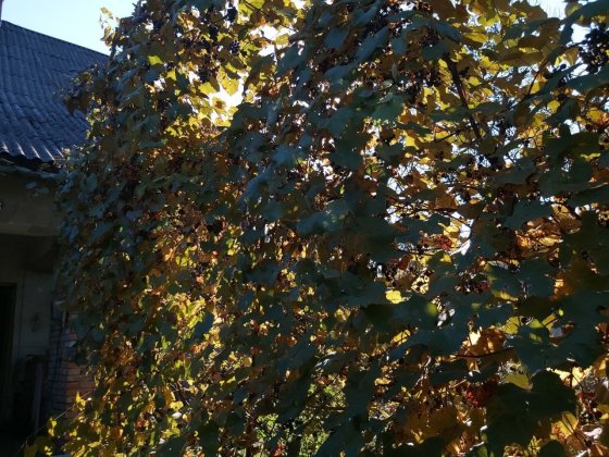 Продам будинок в  Сваляві Свалява