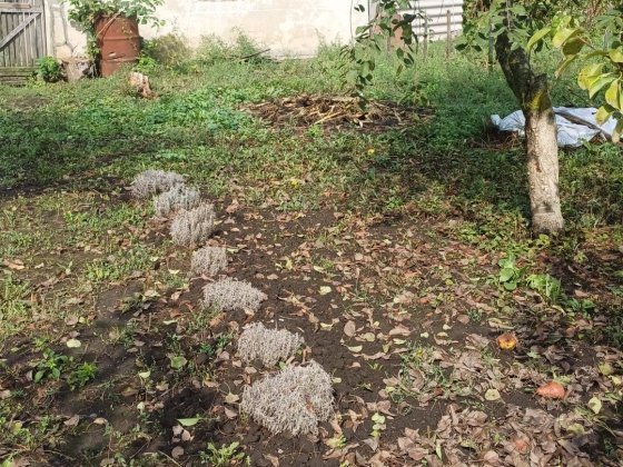 Продається будинок + ділянка. Тлумач