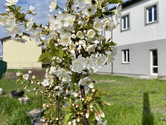 Купить квартиру или Таунхаус Гатное