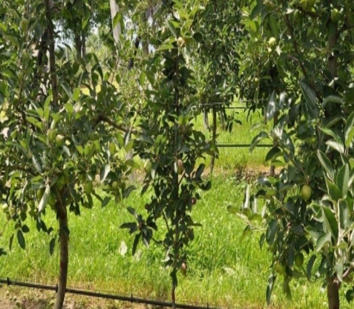 Продам дачу в Березани Срочно! Торг! - фото 1