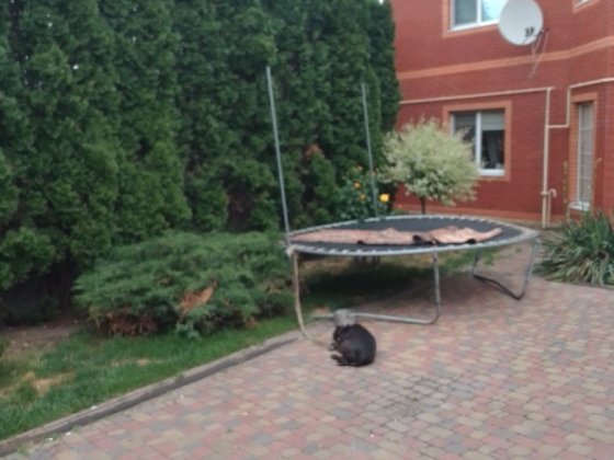 Здам комнату в частном доме Киев