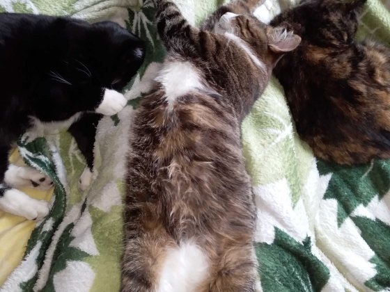 Сдам комнату веганке. Киев