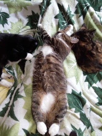 Сдам комнату веганке. - фото 1