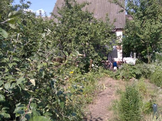 СРОЧНО ТОРГ дача в кооперативі "Олдиш-82" Сумы