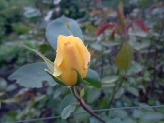 Дача на Карачунах Кривой Рог