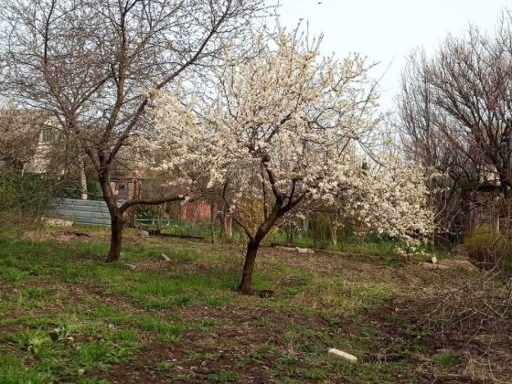 Дачний участок 8 соток Зайчевское ДК Зайчевское Зайчівське