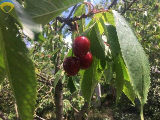 Небольшая дачка в Светлом Світле