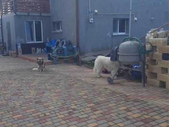 Дом Нерубайское выгодная цена