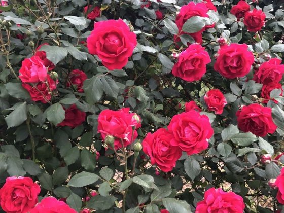 Будиночок житловий із номером в районі вул Хрещатинська 0,10га Чернівці