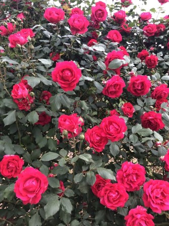 Будиночок житловий із номером в районі вул Хрещатинська 0,10га - фото 1