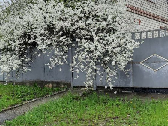 Продам дом в Новой Водолаге, или обменяю на квартиру Нова Водолага